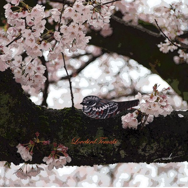 ラブバードテルアキ おはようラブバード 今 ヨタカを作ってます