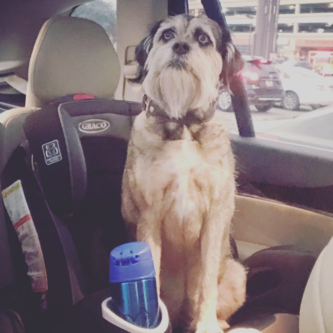 Kristy_Gary's tweet photo. "Hey! πΎ... i smell so good since my mom got me some cool new shampoo and refresher spray!"- πΆ Dixie,
#loveyourpetday #MONATpet #rebarkable https://t.co/qyXpY7aQOJ