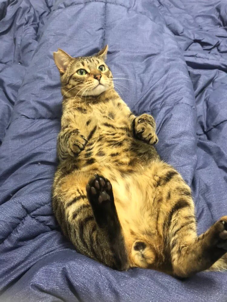 うちの猫が1番可愛い