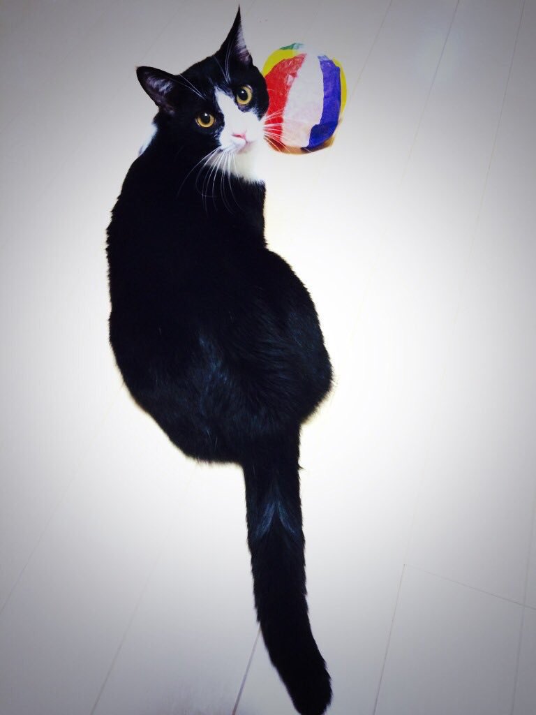 うちの猫が1番可愛い