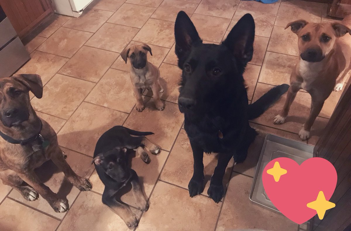 weliftdigital's tweet photo. #LoveYourPetDay Can a girl eat ONE cookie by herself? 🤦🏽‍♀️🤣 https://t.co/e1AvCcG05P