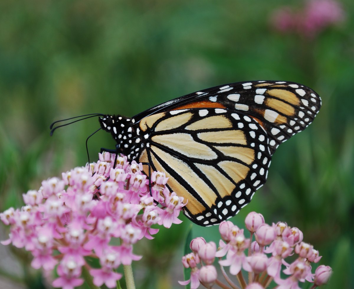 Pollinators's tweet photo. Project Wingspan is looking for seed collecting VOLUNTEERS! Tasks include identifying and collecting #seed from a target list of native #milkweeds and other native #plants in Illinois, Indiana, Ohio, Michigan, Pennsylvania, and Wisconsin. 

SIGN-UP at https://t.co/fSf8JTDcNY! https://t.co/vire8zvSZH