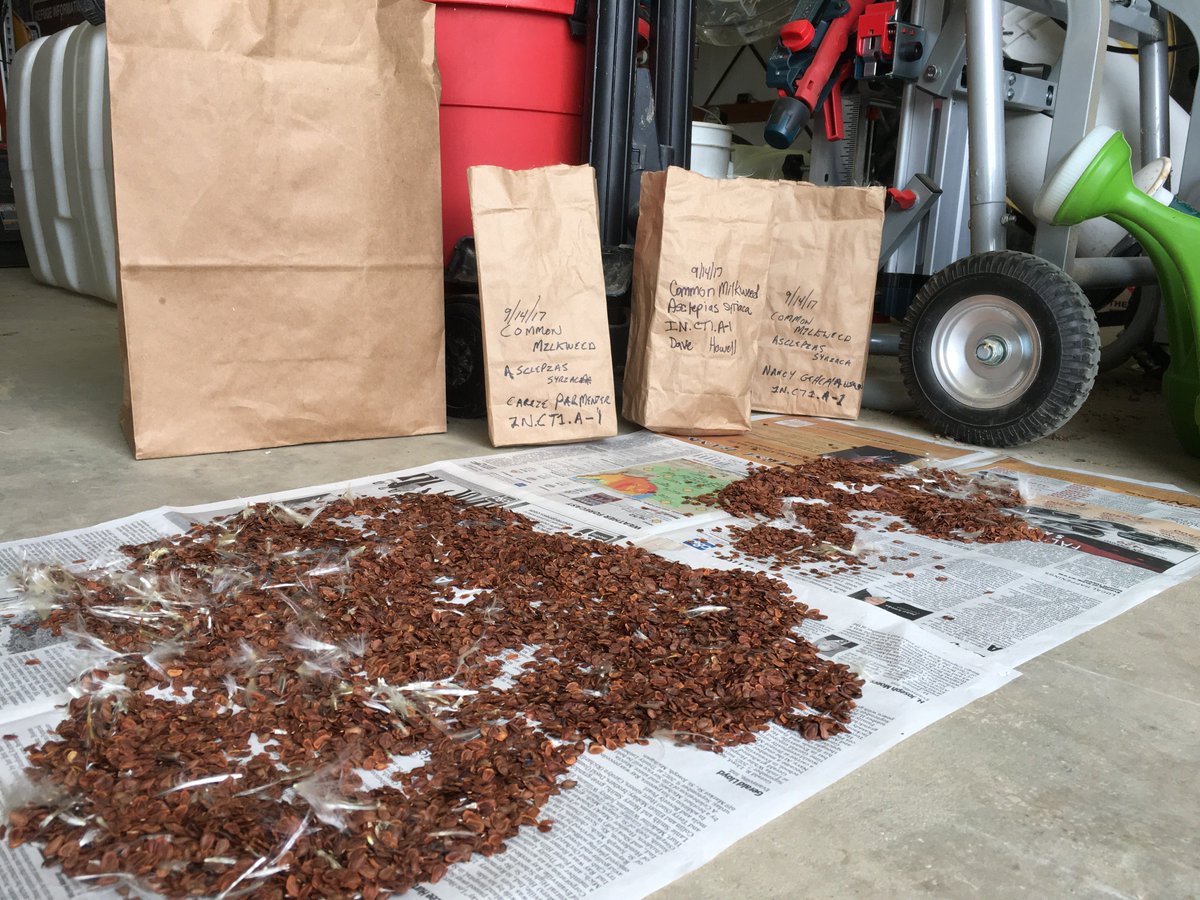 Pollinators's tweet photo. Project Wingspan is looking for seed collecting VOLUNTEERS! Tasks include identifying and collecting #seed from a target list of native #milkweeds and other native #plants in Illinois, Indiana, Ohio, Michigan, Pennsylvania, and Wisconsin. 

SIGN-UP at https://t.co/fSf8JTDcNY! https://t.co/vire8zvSZH