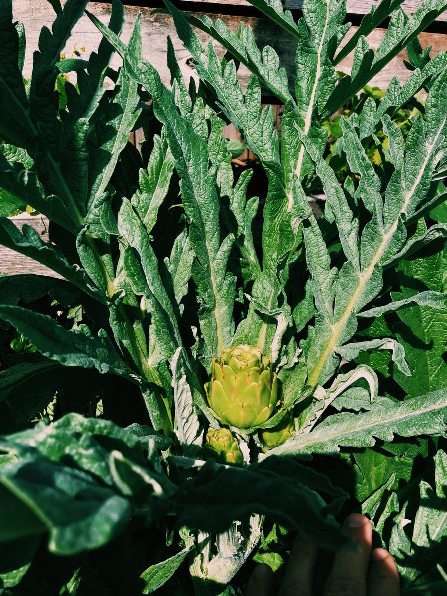 Showing a little 💚, straight from our garden - a great view with a cocktail in hand.
#ColtivareGarden #ColtivareHouston