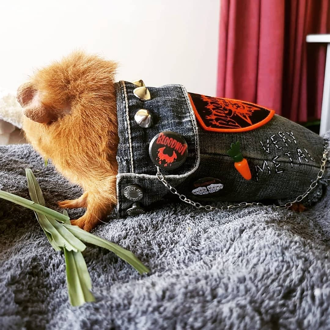 dog battle jacket