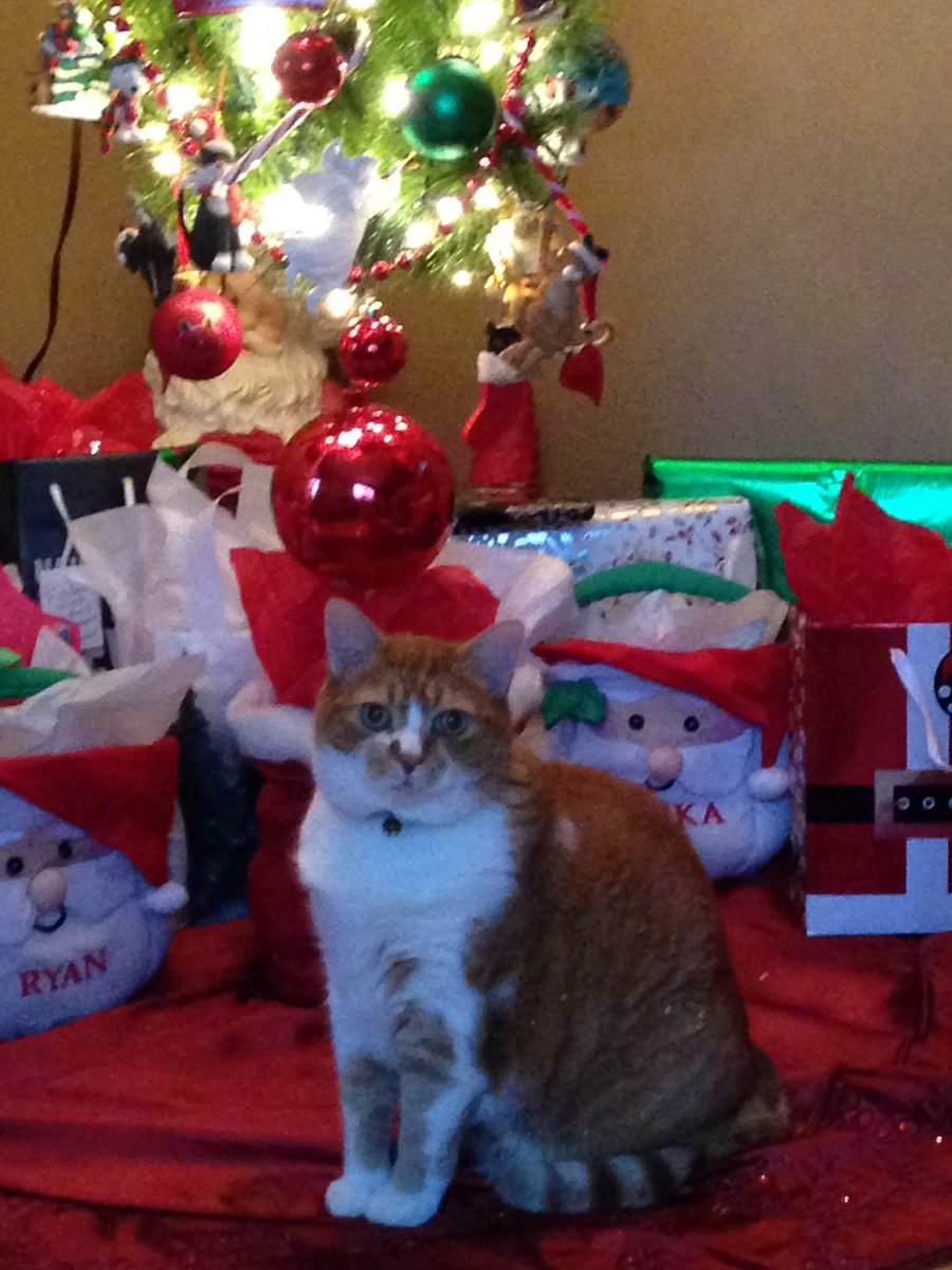 1MsBLT1's tweet photo. It’s #LoveYourPetDay! ⁦@DispatchAlerts⁩ ..Meow💕😻Some of our Kitties in the Taylor Family #Gonzo #PeanutButtah #Genevieve #Steve #SoPhotogenic https://t.co/8QK0ofPhny