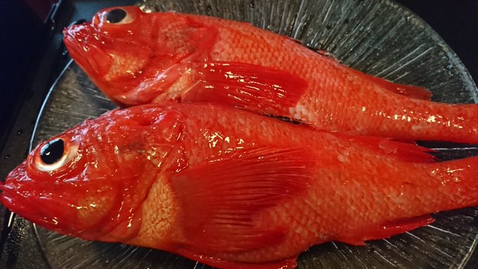 キチジの特徴 見分け方 写真から探せる魚図鑑