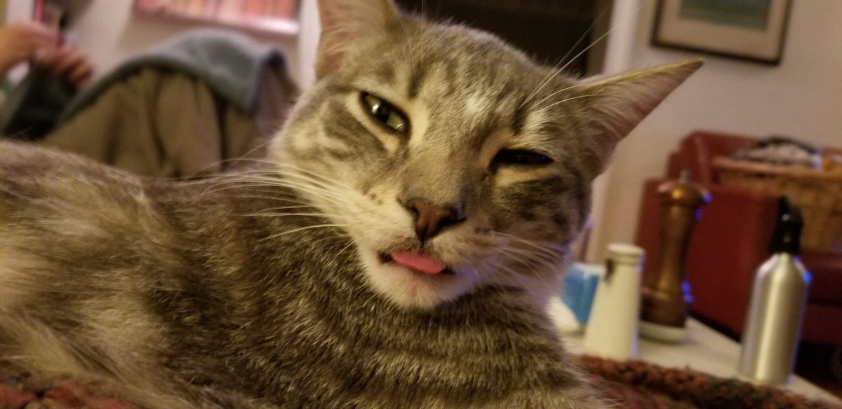 antonshoward's tweet image. Here's a picture of Ragnar blepping--it's a real word, look it up. And remember, March 4th season 2 of @genrehustle begins. See what I did there? Cute cat photos. Works every time. #blepping #amwriting #cutecats
