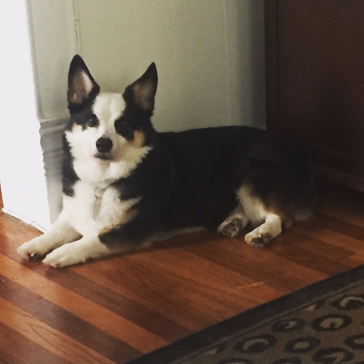 LLofSoNo's tweet photo. @dog_rates Here's my boy Duncan MacLeod. He's the best doggo https://t.co/g5VVmNh9tN