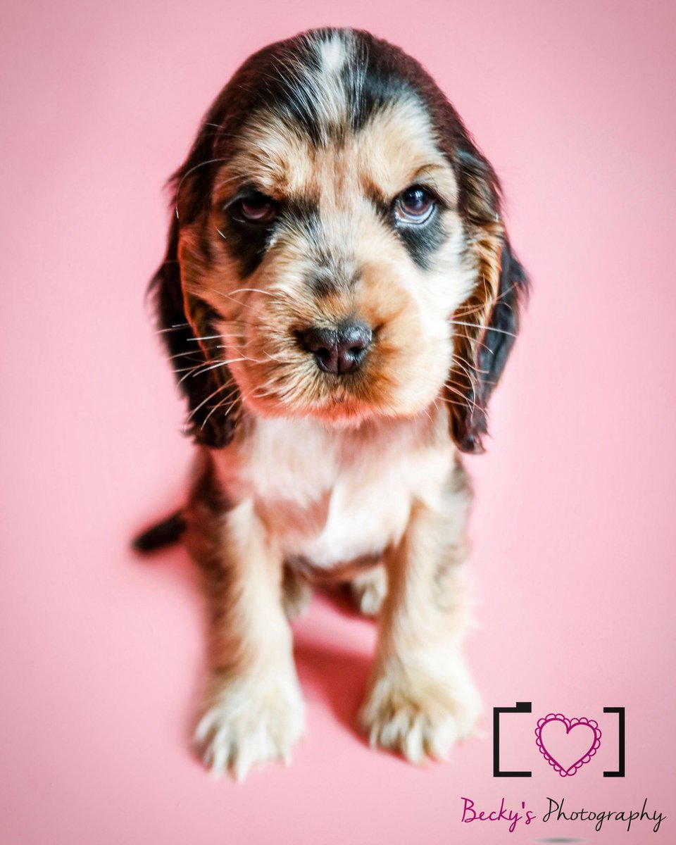 Just love a puppy photoshoot! Meet our gorgeous 8 week old Betsy. #cockerspainelpuppy #petphotography