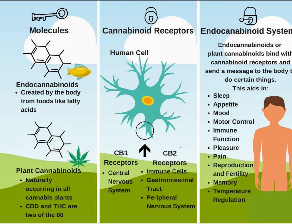 AllThingsDiet's tweet photo. Take a look at this diagram.  When we give the body What iy needs to function properly it performs more optimally. 
#BetterSleep#mood #immunity #calm peaceful feelings 
#Pre-Ordering patches now.....let me know if you want to order 618-681-6041 https://t.co/dw3VuIoSIY