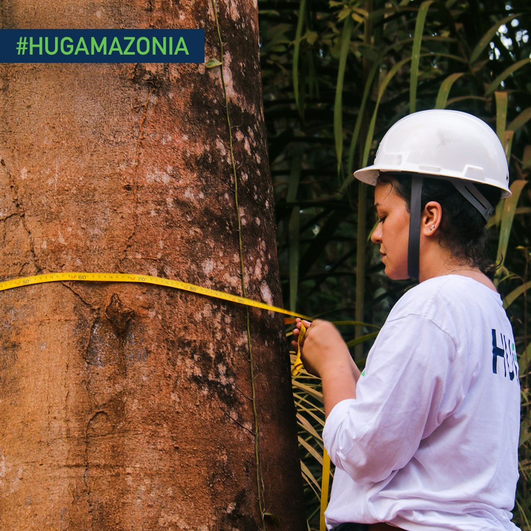 HUGAmazonia's tweet photo. Approximately 15% of the original #AmazonRainforest has already been destroyed and the Government estimates that this percentage reaches 25% by 2020. To change this scenario each person´s help is important. Be part of the change! Adopt a tree now at https://t.co/VWpQh3avVt https://t.co/XLHj3muG0R