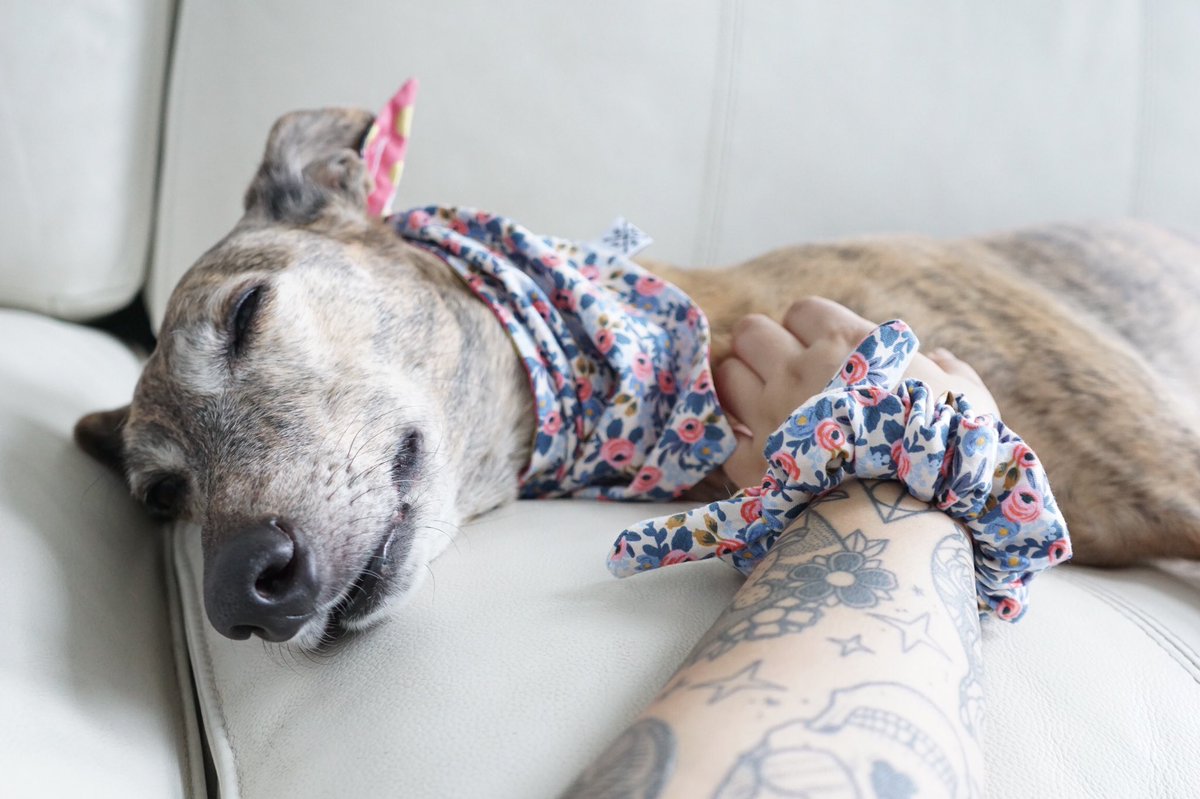 A photo of my sweet Lola girl on #LoveYourPetDay 🐶💖 She is a #greyhoundrescue from <a href="/NorthernGreys1/">NorthernSkyGreys</a>!
