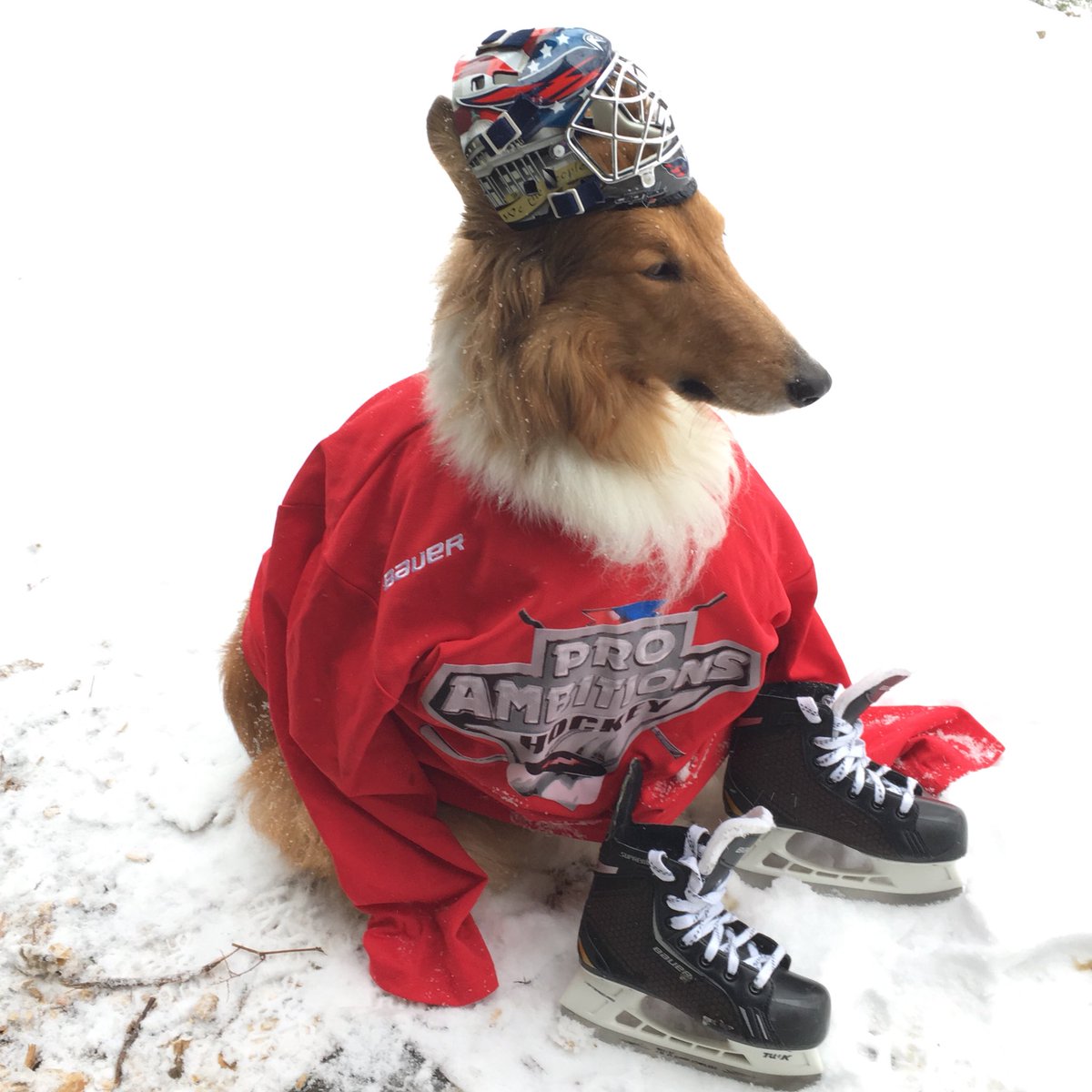 CollieCrusader's tweet photo. 🏒 Hey 👋 @usahockey and @proambitions Its snowing 🌨 today so it is the perfect time to celebrate Hockey 🏒 Week Across America #hwaa and my #firstdayonskates with my @bauerhockey equipment and @capitals spirit! 🏒 #hockey https://t.co/BkKIemdJTq