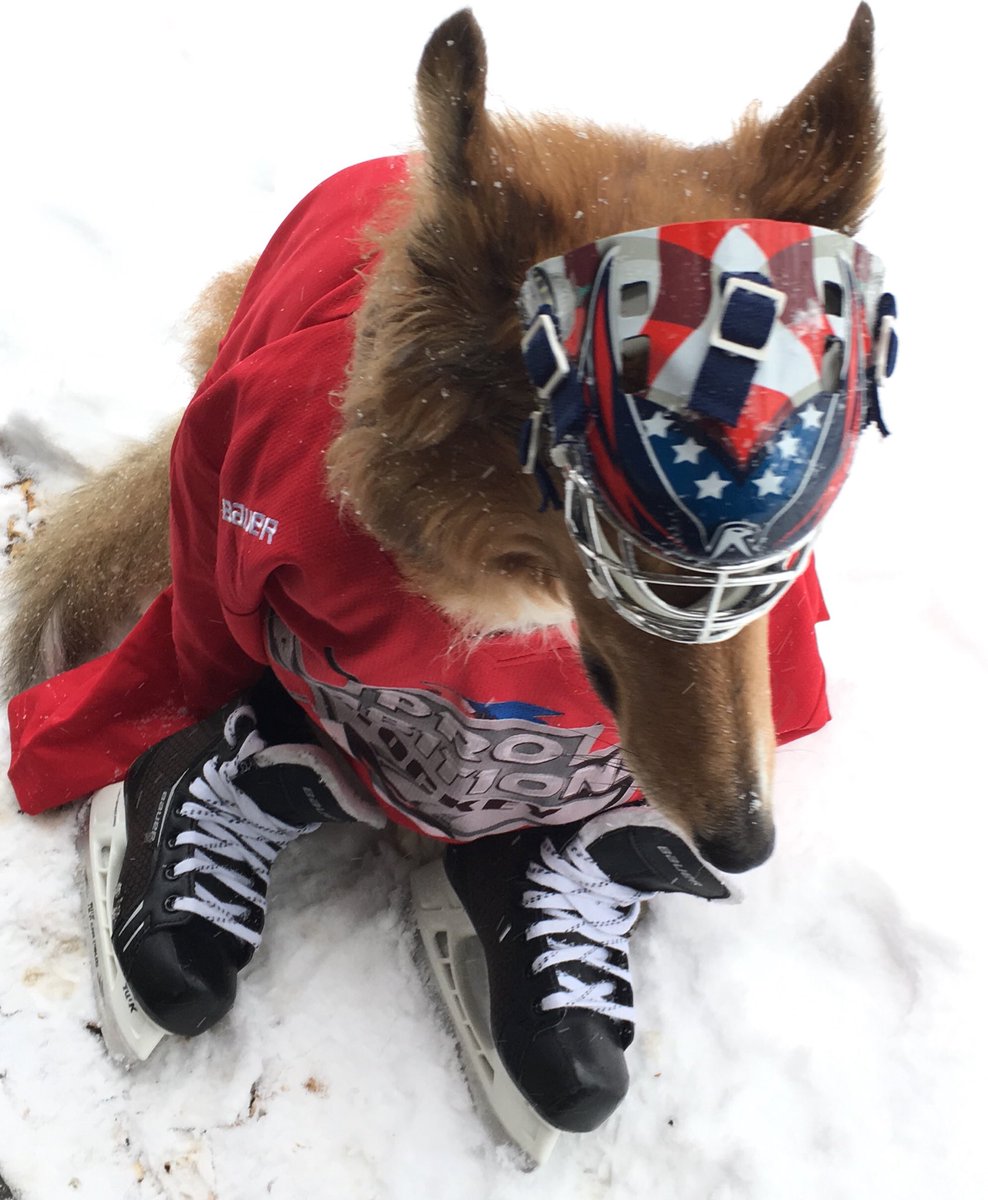 CollieCrusader's tweet photo. 🏒 Hey 👋 @usahockey and @proambitions Its snowing 🌨 today so it is the perfect time to celebrate Hockey 🏒 Week Across America #hwaa and my #firstdayonskates with my @bauerhockey equipment and @capitals spirit! 🏒 #hockey https://t.co/BkKIemdJTq