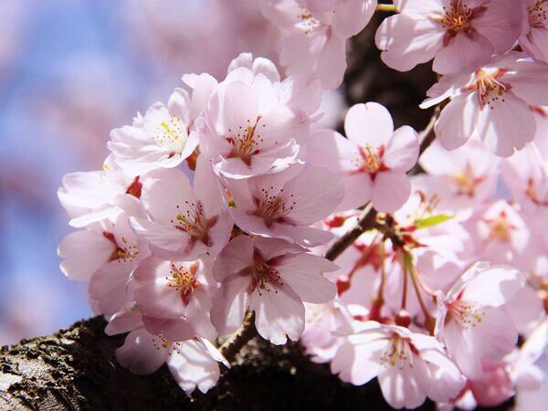 تويتر 花 على تويتر 2月21日の花 彼岸桜 花言葉 精神美 バラ科サクラ属の落葉高木 由来 春の彼岸頃に 花が咲き始めるとこから ソメイヨシノより早く咲き始める 日本神話に登場する美しい女神 木花咲耶姫 コノハナサクヤヒメ が 富士山の上から種を