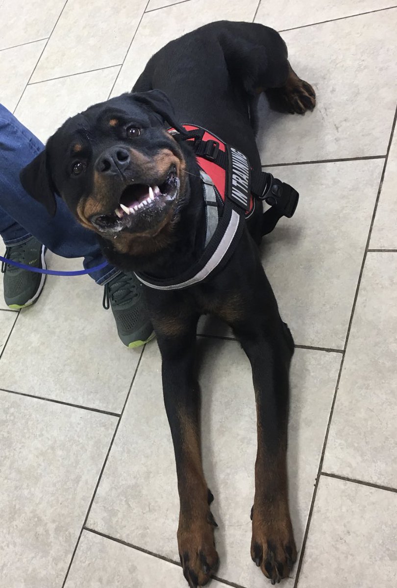 Cnevala27's tweet photo. #LoveYourPetDay https://t.co/qIvkpyGKRb