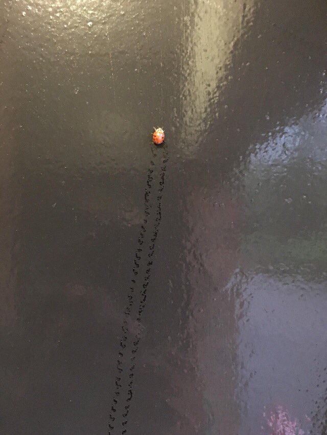 fuckin’… ladybug footprints…