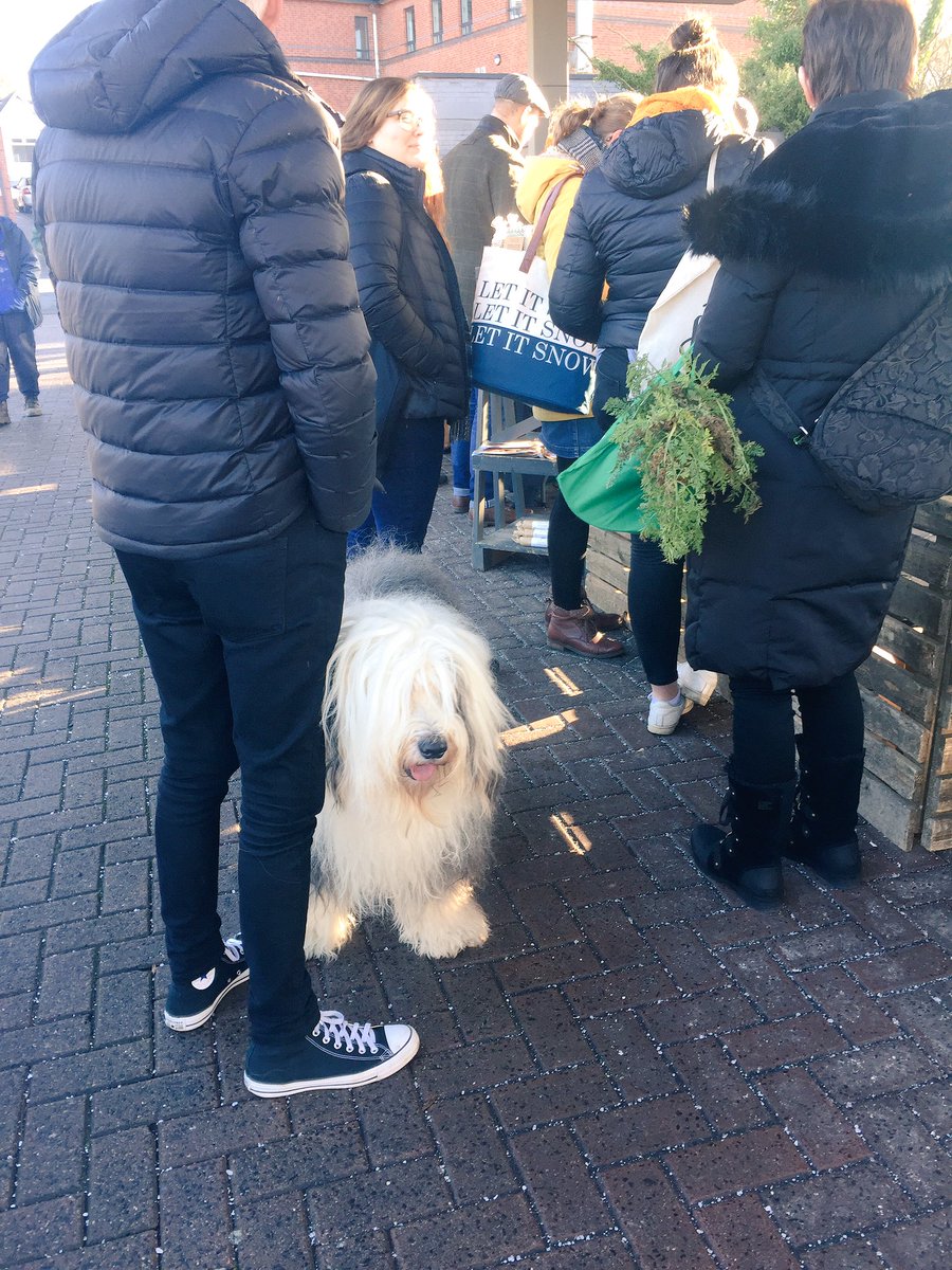 InnsCrossMarket's tweet photo. It seems it is #LoveYourPetDay so it is fitting that we should post this photo of one of our regular 4-legged visitors to #innsmarket. Does he remind you of anyone? 🤔#marketmascot https://t.co/yv7xBEooqH