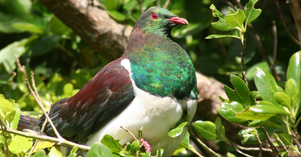 He kuku ki te kainga, he kaka ki te hāere - A wood pigeon at home, a loud-noisy kaka on its travels. One who is silent in meetings/discussions but full of opinions &amp; something to say after the kaupapa is concluded.

Speak up, advocate, stand ur ground &amp; be heard when it matters.