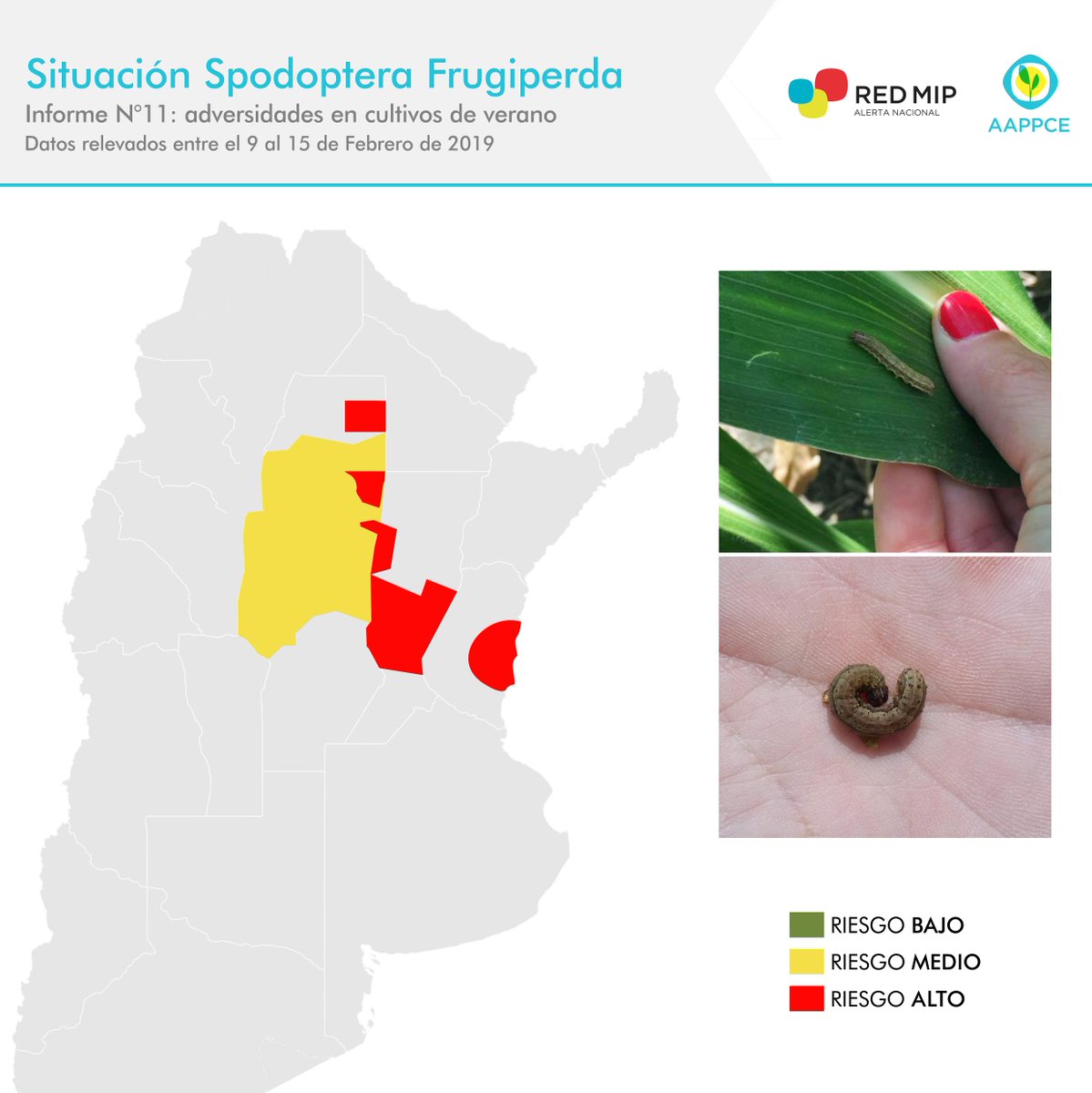 Poné manos a la obra vos también y seguí de cerca los monitoreos en #maíz🌽 Registros del último #InformeRedMIP acerca de la presencia de #SpodopteraFrugiperda. Mirá el informe completo de esta y otras adversidades aquí 👉 bit.ly/2GvWqvb