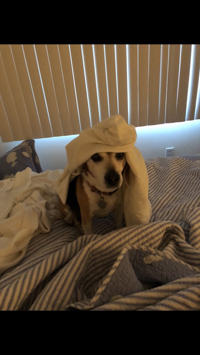 sandy memmo tweet media