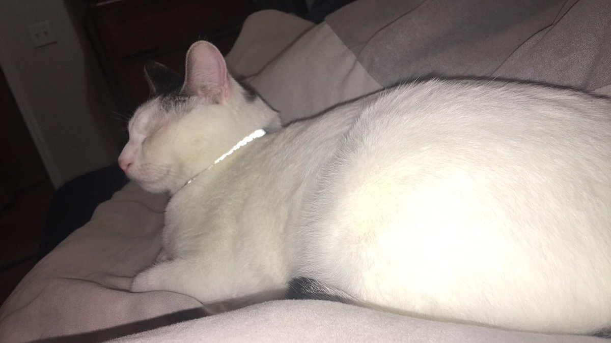 rileysschubert's tweet photo. This is O’Malley, our first foster cat. He was already adopted when we got him, we just had to wait for the application to be accepted. He is now in a loving home where he can get all of the attention he wants. https://t.co/C27wqRy4zA