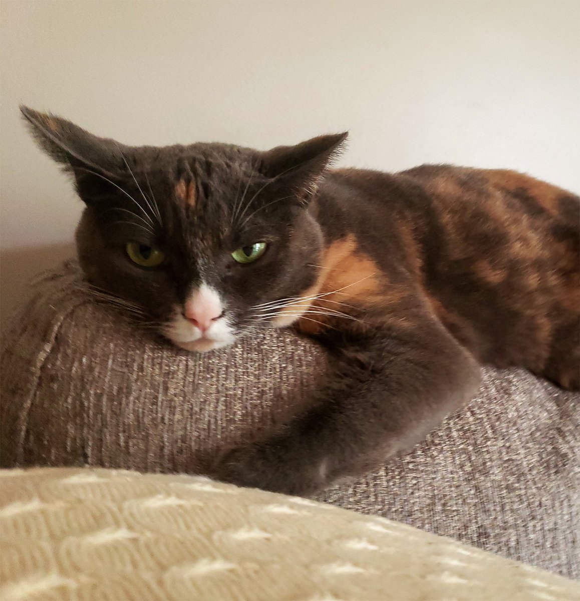 My kids Bigby and Momo for #LoveYourPetDay I can just FEEL their adoration when they look at me like this. 💖