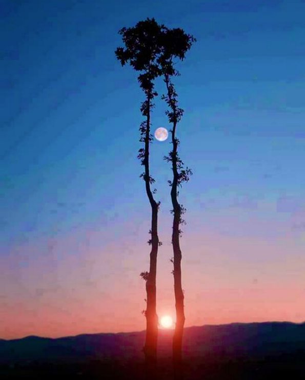 قُل للّذي بِصُروفِ الدَّهر عَيَّرنا
هَل عانَدَ الدّهرُ إِلا مَن لَهُ خَطَرُ
.
ففي السَماءِ نُجومٌ لا عِدادَ لَها
وَلَيسَ يُكسَفُ إِلا الشَمسُ وَالقَمَرُ