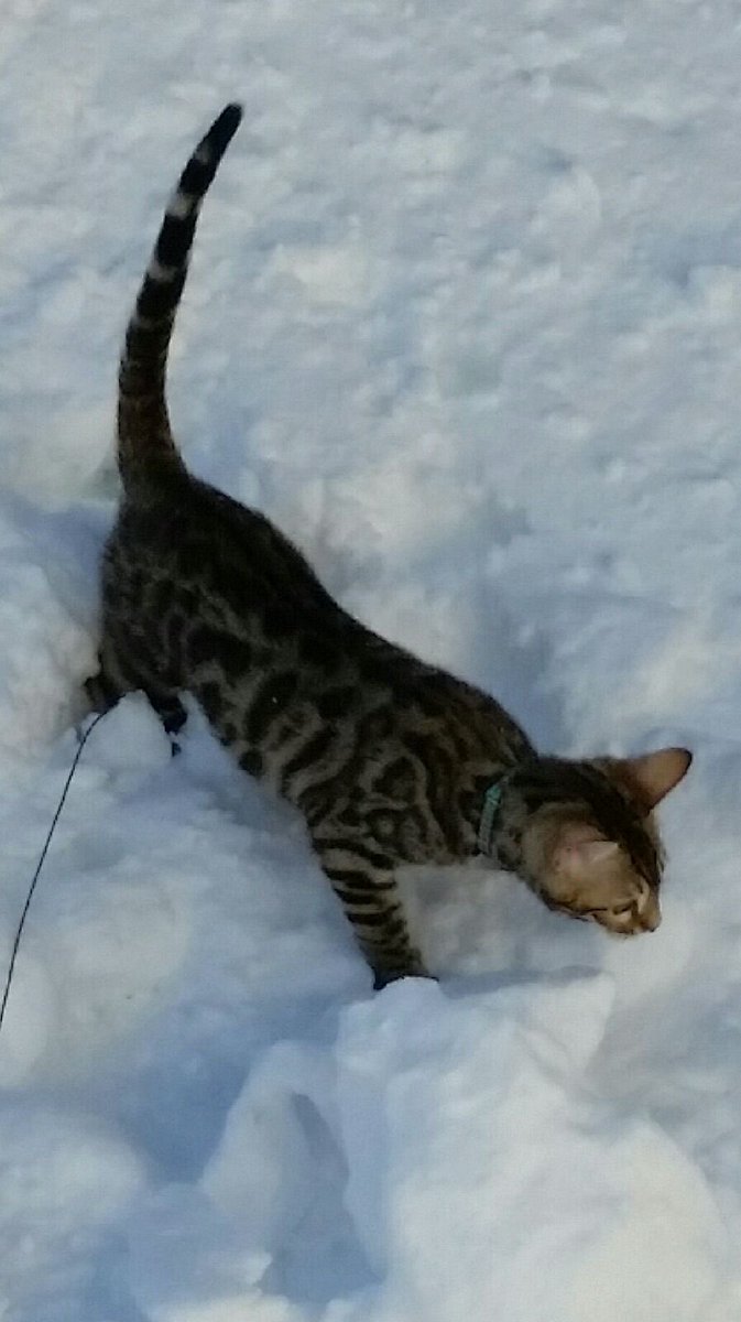 missjaxyj's tweet photo. #petinsnow #banksythebengal https://t.co/JZB2mxKoe1