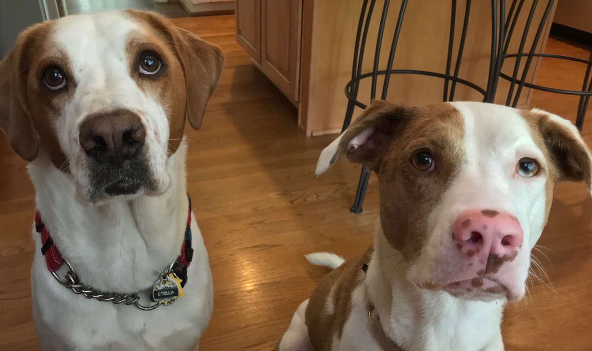 dblaisfm's tweet photo. On #NationalLoveYourPetDay here are the fur babies I love! 🐾💕🐾💕 https://t.co/SVEg3yUTCl