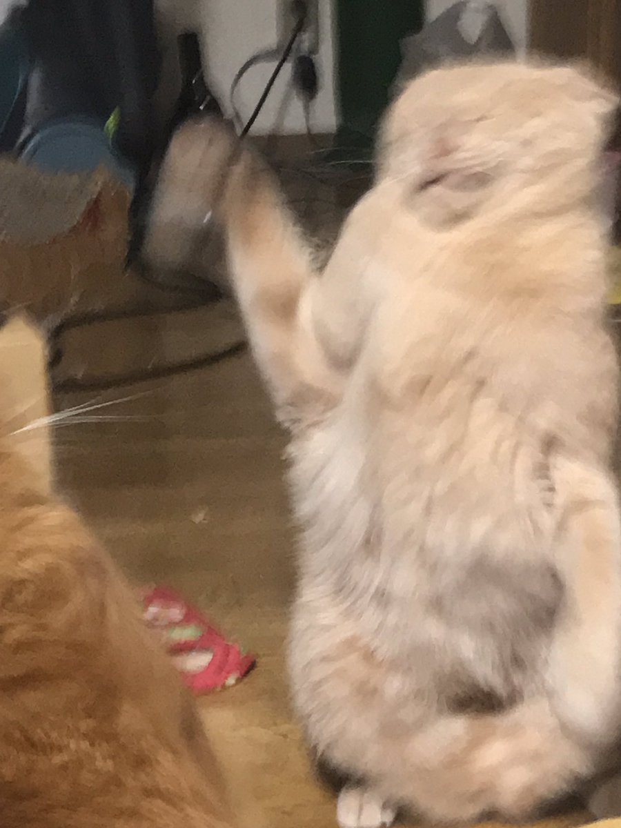 編集可 猫の日 ということで 癒しと和みしかない猫パンチばっかり集めてみた Togetter 編集可 猫の日 ということで 癒しと和みしかない猫パンチばっかり集めてみた Togetter