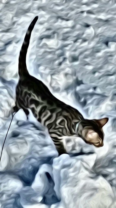 missjaxyj's tweet photo. #petinsnow Banksy ❤️’s ❄️ https://t.co/tv8txM87zi
