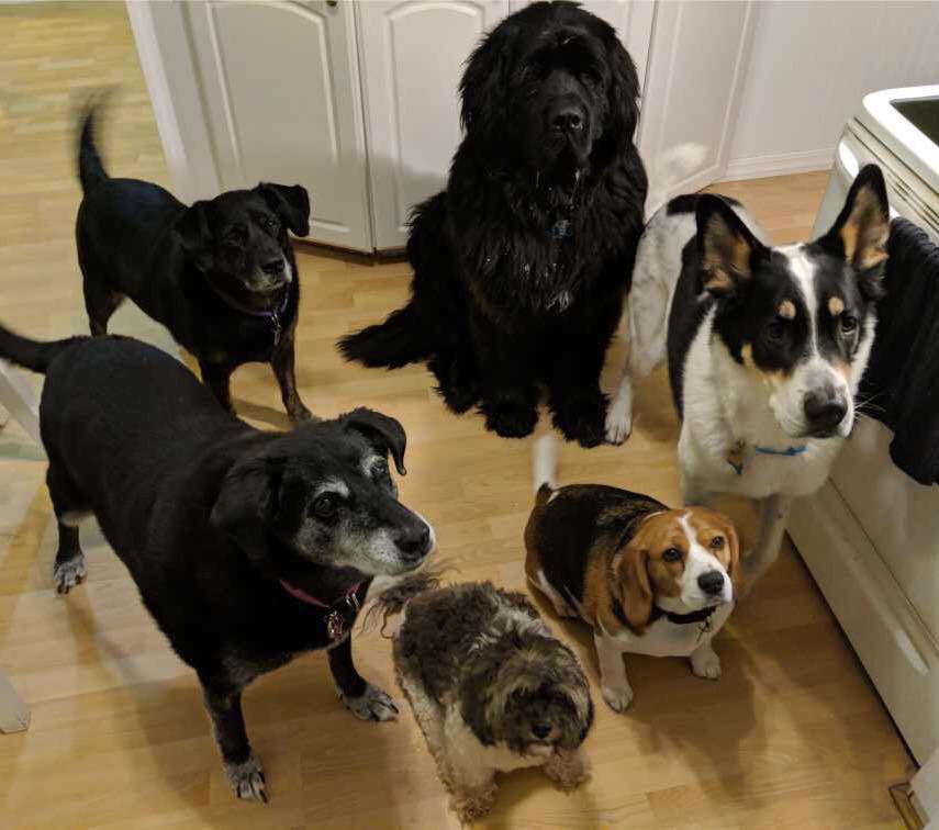 I wouldn’t trade them for anyone or anything.  #NationalLoveYourPetDay #ctvnews