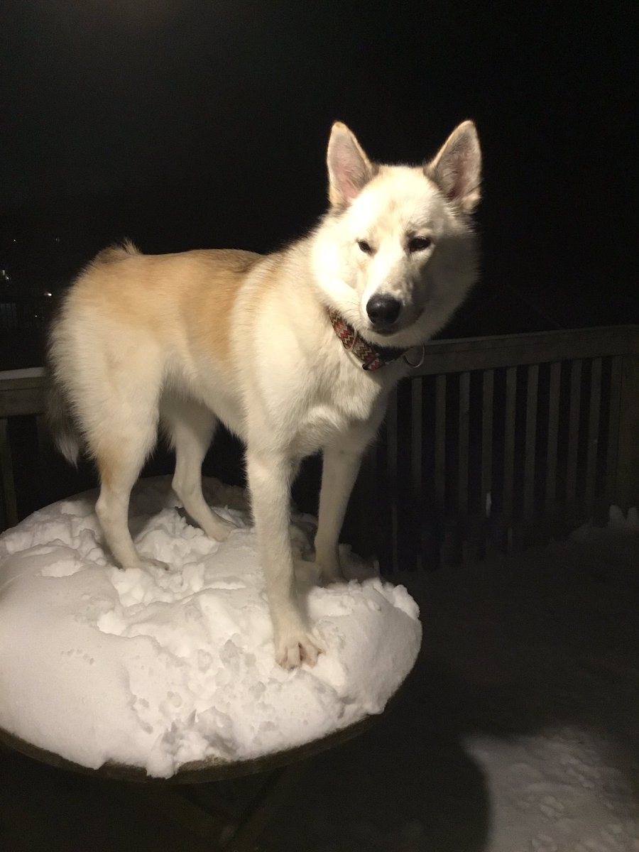 bowden2you's tweet photo. @dog_rates Lastly is my 15 month old #Amaguk meaning #wolf in #Inuit who is from #Labrador but her ancestry is from #BaffinIsland and #Igloolik. She is a #LabradorHusky as well and also #endangered. She is #InuitDog and #LabradorWolf lineage and I call her my #AmagukieMonster β₯οΈπΎπΊπ¨π¦ https://t.co/ryd7QJTdMx