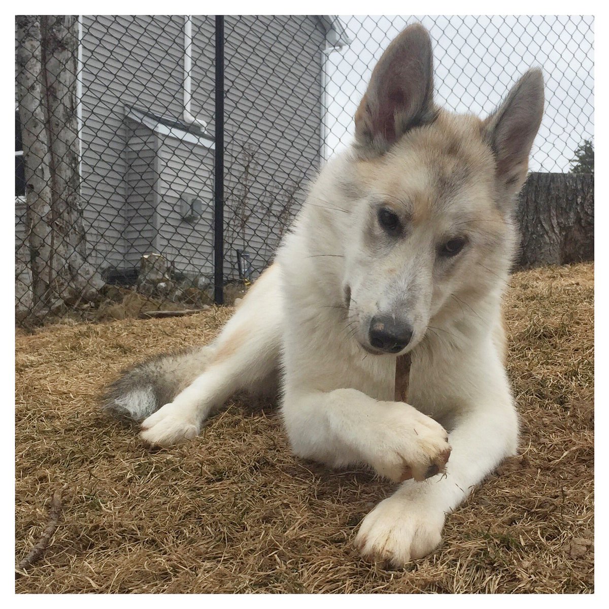 bowden2you's tweet photo. @dog_rates Lastly is my 15 month old #Amaguk meaning #wolf in #Inuit who is from #Labrador but her ancestry is from #BaffinIsland and #Igloolik. She is a #LabradorHusky as well and also #endangered. She is #InuitDog and #LabradorWolf lineage and I call her my #AmagukieMonster β₯οΈπΎπΊπ¨π¦ https://t.co/ryd7QJTdMx