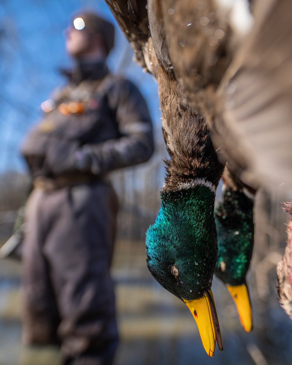 BAwaterfowl's tweet photo. Could you imagine if ducks had a side effect warning label? “Loss of sleep, loss of funds, homeless, hair falling out, achy muscles, fatigue. Contact your doctor if symptoms worsen” 😂 https://t.co/rfqkxE8zTc