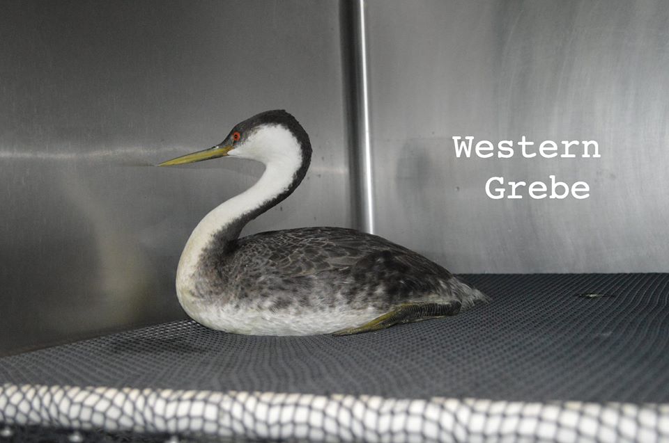 wildliferescues's tweet image. Grebes have also been coming in weak, hypothermic, and emaciated. If you see any birds laying down on the beach, stay near the injured bird and call the SPCA at (831) 264-5427 ASAP. SPCA&apos;s Wildlife Center is the only full-service wildlife rescue center in Monterey County #SPCAmc