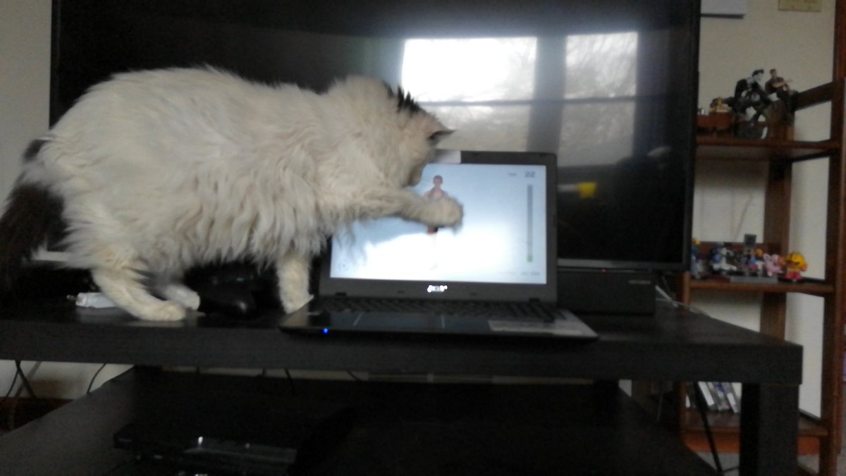 VoltBeakETH's tweet photo. @FitnessBlender I was working out and my cat was very curious about Kelli hahaha https://t.co/0o3TXmkXfl
