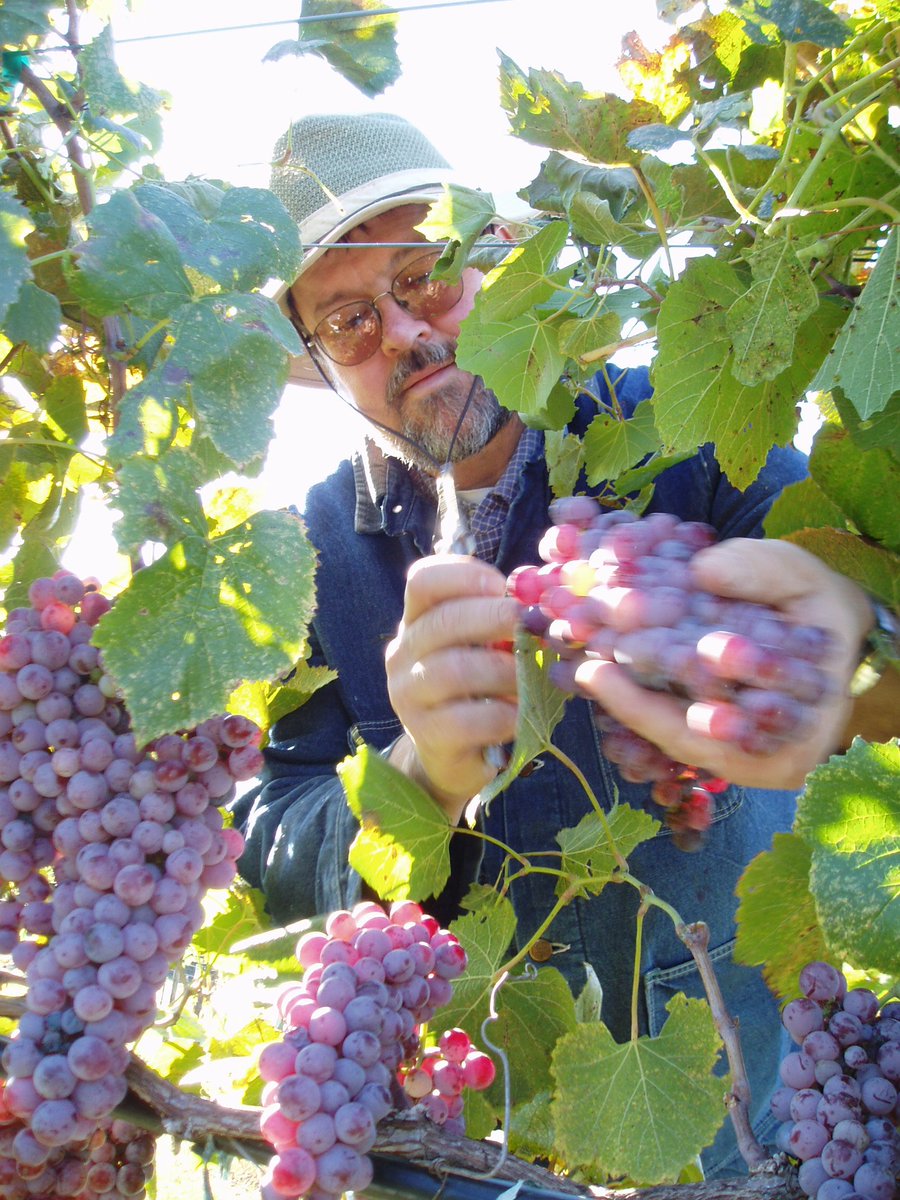 TheoryofWine's tweet photo. Episode 12 of the Theory of Wine podcast we talk with Vox Vineyards Owner/Founder Jerry Eisterhold who crafts wine from American Heritage Grapes. LISTEN NOW: https://t.co/GQFK62EEQ0
#wine #winepodcast
#missouri #winegrower #viticulture
@VoxVineyards @MissouriWines https://t.co/rwfwfGSjRJ