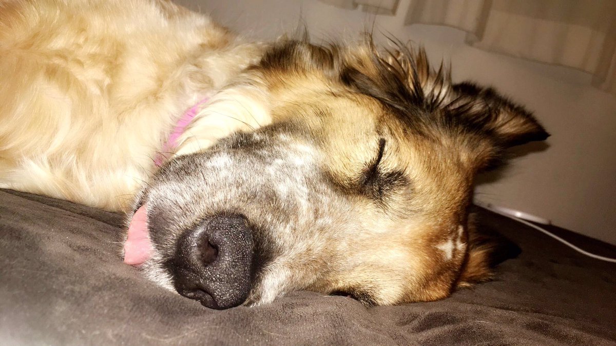 RaddKaylee's tweet photo. Bailey is the only reason I’m still sane <3 i love her so much https://t.co/l8mdVw6QwE