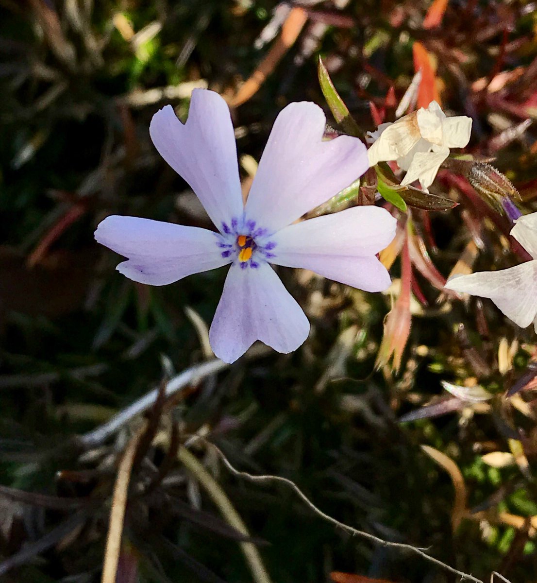 道すがら そこまでまだ咲いていないけど小さな花がちらほらと 