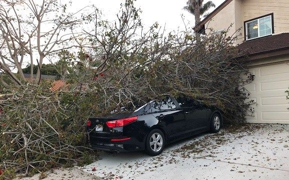 Massive tree comes down in Carlsbad, narrowly missing home http://bit.ly/2SNmzwa