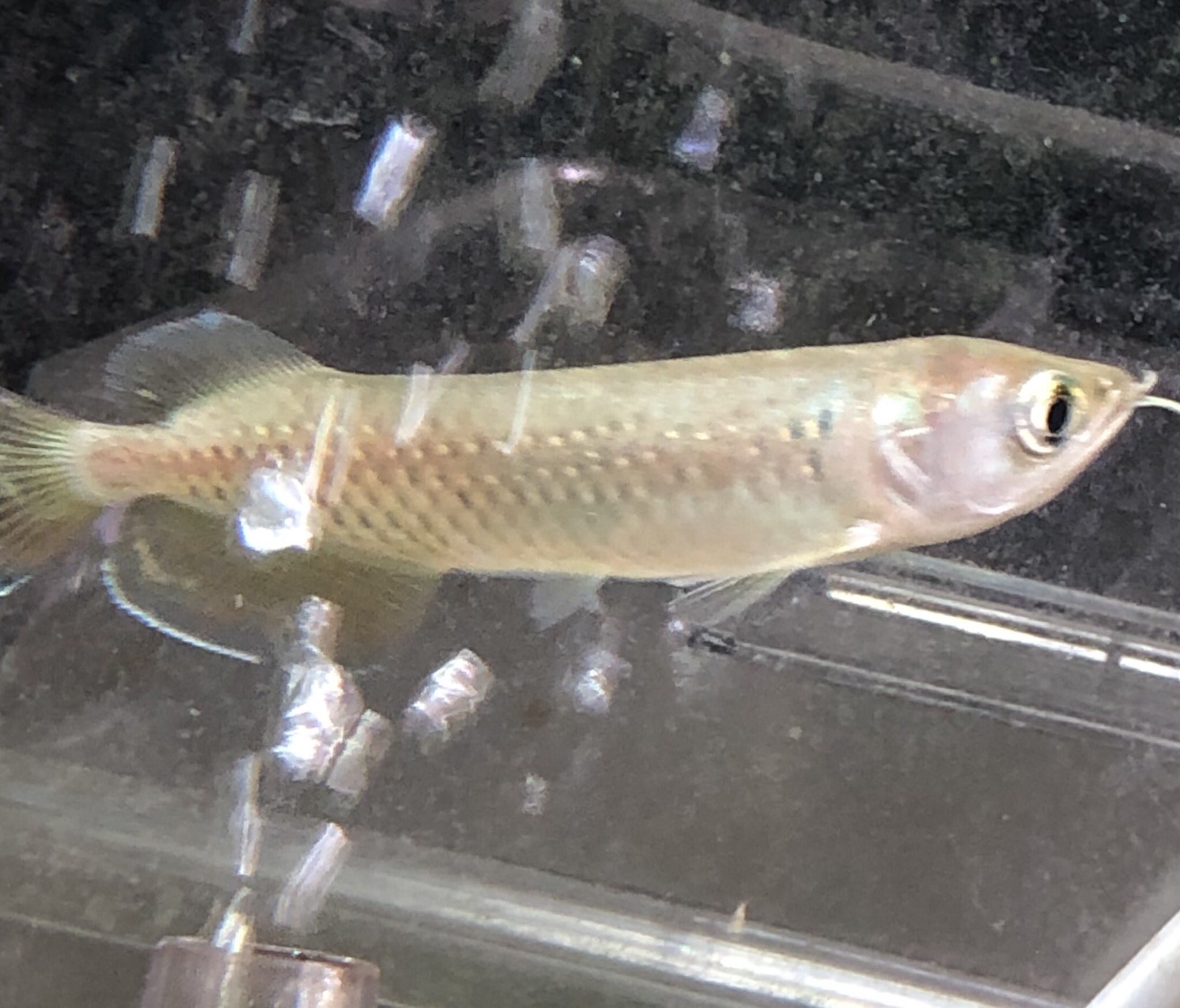 熱帯魚 加藤商店 アルビノシルバーアロワナ ノーザンバラムンディ グッピー オトシンクルス スーパーマックスノー 入荷しました 熱帯魚 加藤商店 アルビノシルバーアロワナ ノーザンバラムンディ グッピー オトシンクルス スーパーマックスノー 入荷しました