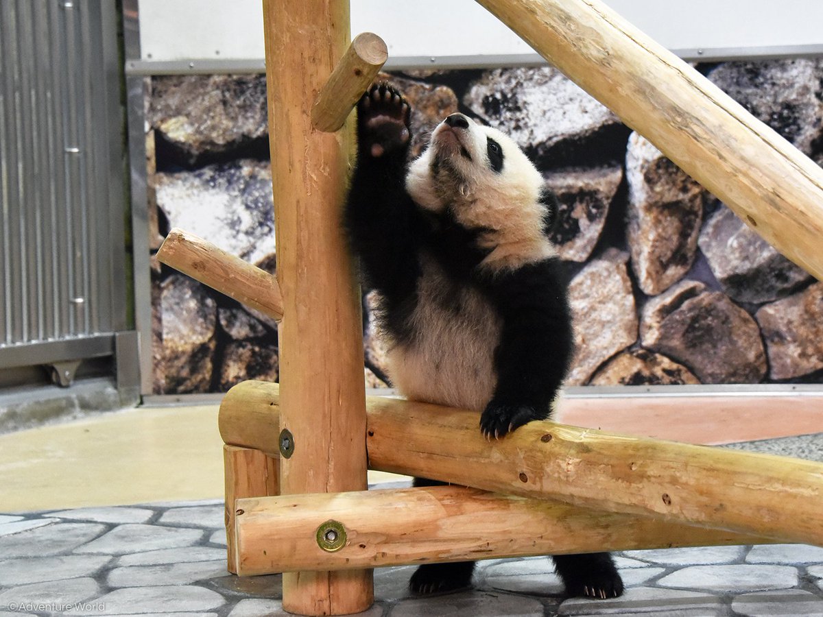 アドベンチャーワールド 公式 遊具につかまって遊ぶパンダの赤ちゃん 彩浜 さいひん ぐ っと体を伸ばして どこまで手が届くでしょうか 191日齢 2月21日 の体重 10 22kg 出生時 75g アドベンチャーワールド パンダ 彩浜