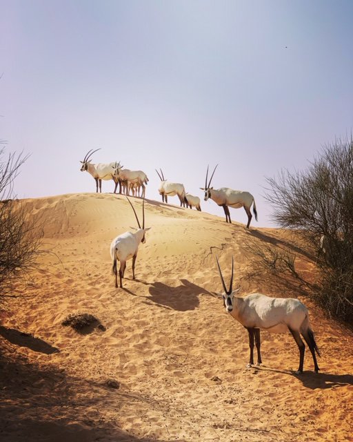FooDiva (@foodivaworld) on Twitter photo Last but not least, Day 3 of our #EpicureanJourneyUAE with <a href="/LuxCollection/">Luxury Collection</a> soaking up the magic of <a href="/AlMaha_Resort/">Al Maha Resort</a> :) We have something in common, both celebrating 20 years in UAE this year. I have visited about half a dozen times and it still retains its breathtaking charm. Last but not least, Day 3 of our #EpicureanJourneyUAE with <a href="/LuxCollection/">Luxury Collection</a> soaking up the magic of <a href="/AlMaha_Resort/">Al Maha Resort</a> :) We have something in common, both celebrating 20 years in UAE this year. I have visited about half a dozen times and it still retains its breathtaking charm.