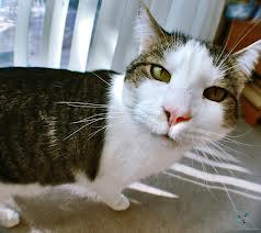 TeganMH's tweet image. Five year's ago today I discovered a cat that looks like Alan Rickman. It was potentially the greatest moment of my life.