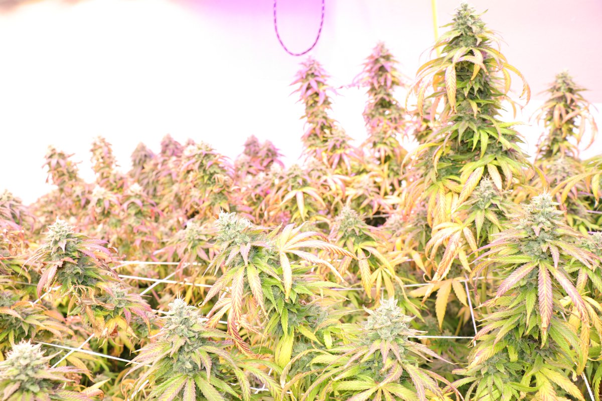 TrueM_Magazine's tweet image. Sneak Peak of March's cover photo! A special thanks to our Michigan Home Grower! #TrueM