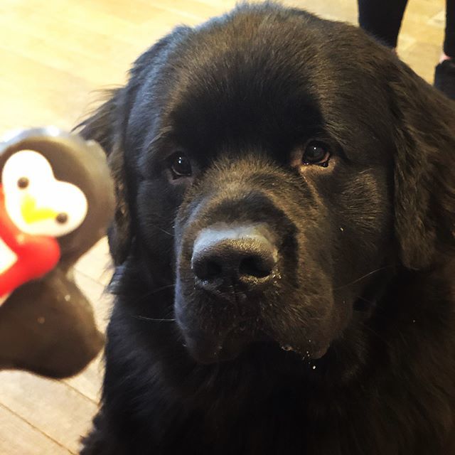 QuiteFetching17's tweet photo. I look at my desserts the same way Logan π #barkery #dogbakery #bakeryfordogs #newfoundland #newfoundlanddog #newfie #doglovers #dog #quitefetchingllc #dogsofmassachusetts #massachusettsdogs #wehavethecutestcustomers #lovehim #dogboutique #dogmomlife https://t.co/tru2ua4wCY https://t.co/dl1Dzf6ckH