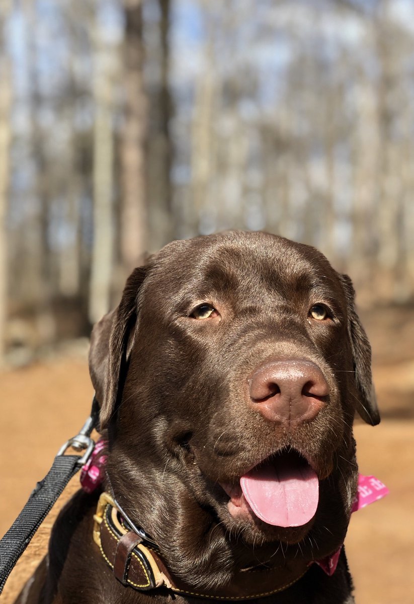#loveyourpetday #tmobileforbusiness 🐻#bringbackthesun #tmobiledogs #magentabowtie
